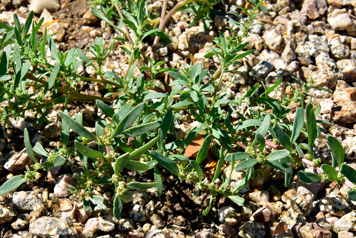 Nuttall's Povertyweed or Monolepis is a low growing forb/herb that prefers alkaline clay soils in disturbed areas. Plants age to mostly smooth stems and leaves but younger plants are powdery or mealy-like. Monolepis nuttalliana 